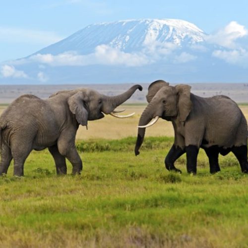 Amboseli