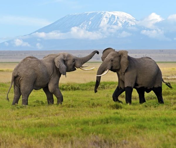 Amboseli