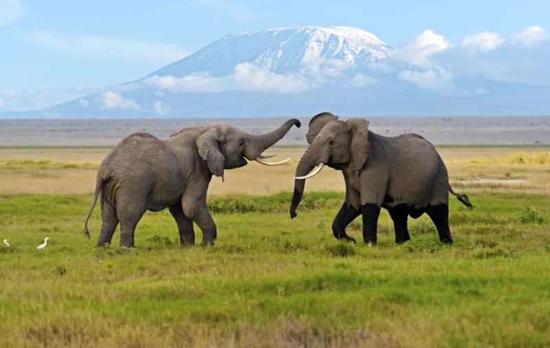 Amboseli National Park Safari