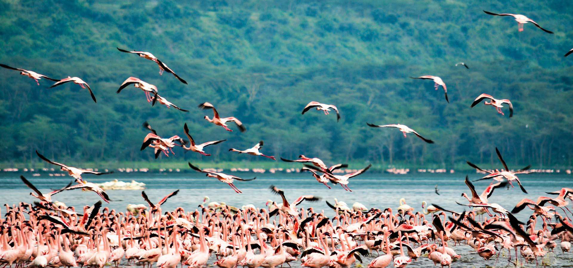 Lake Nakuru Safari Kenya