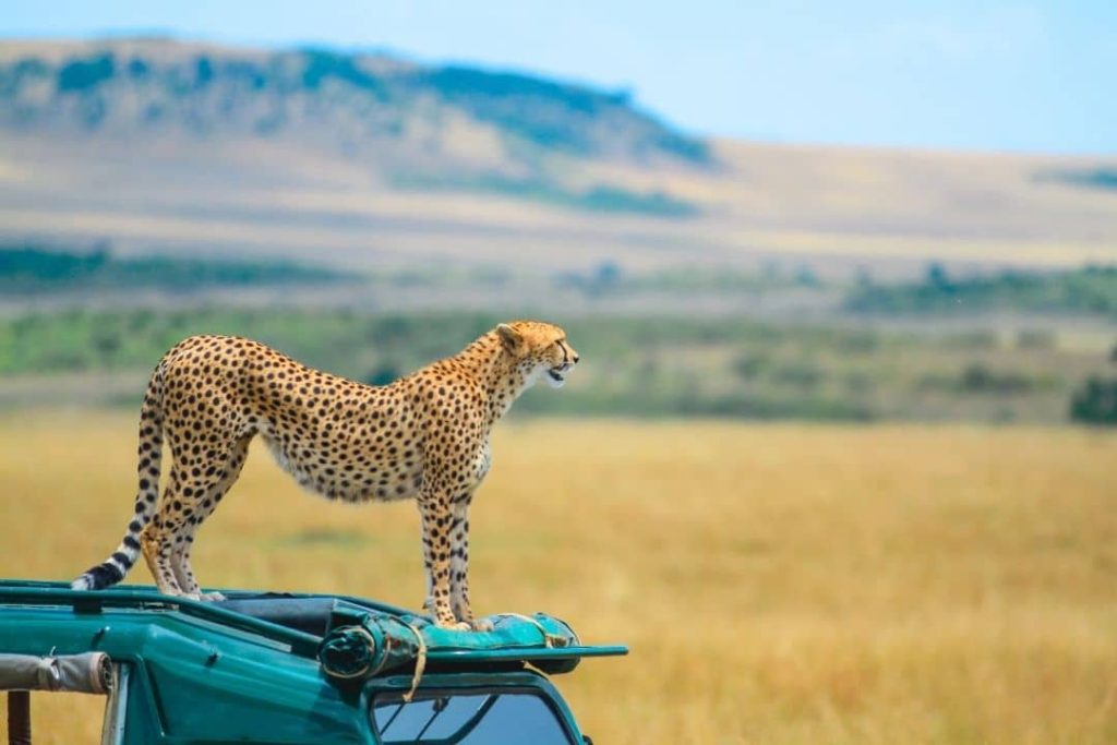 Masaimara card