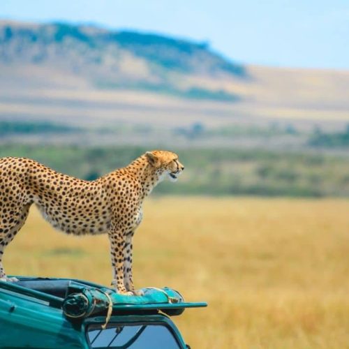 Masaimara card