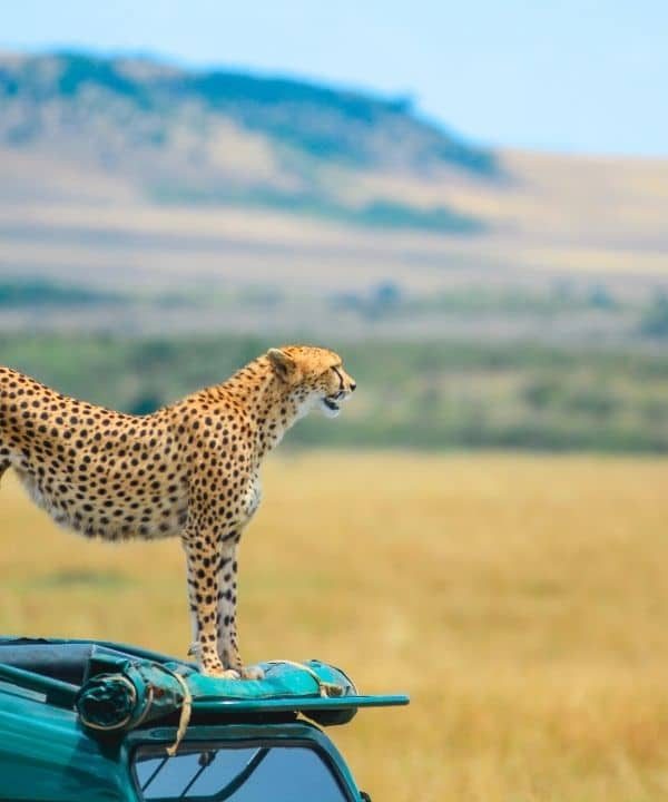Masaimara card
