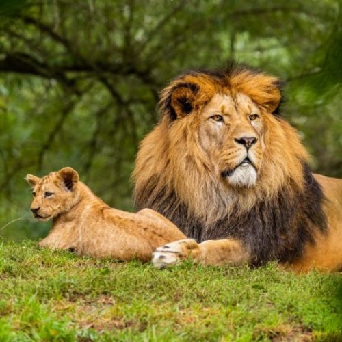 jungle safaris