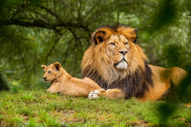 jungle safaris